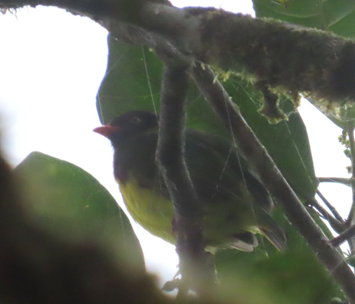 Cotinga jucunda - ML645919685