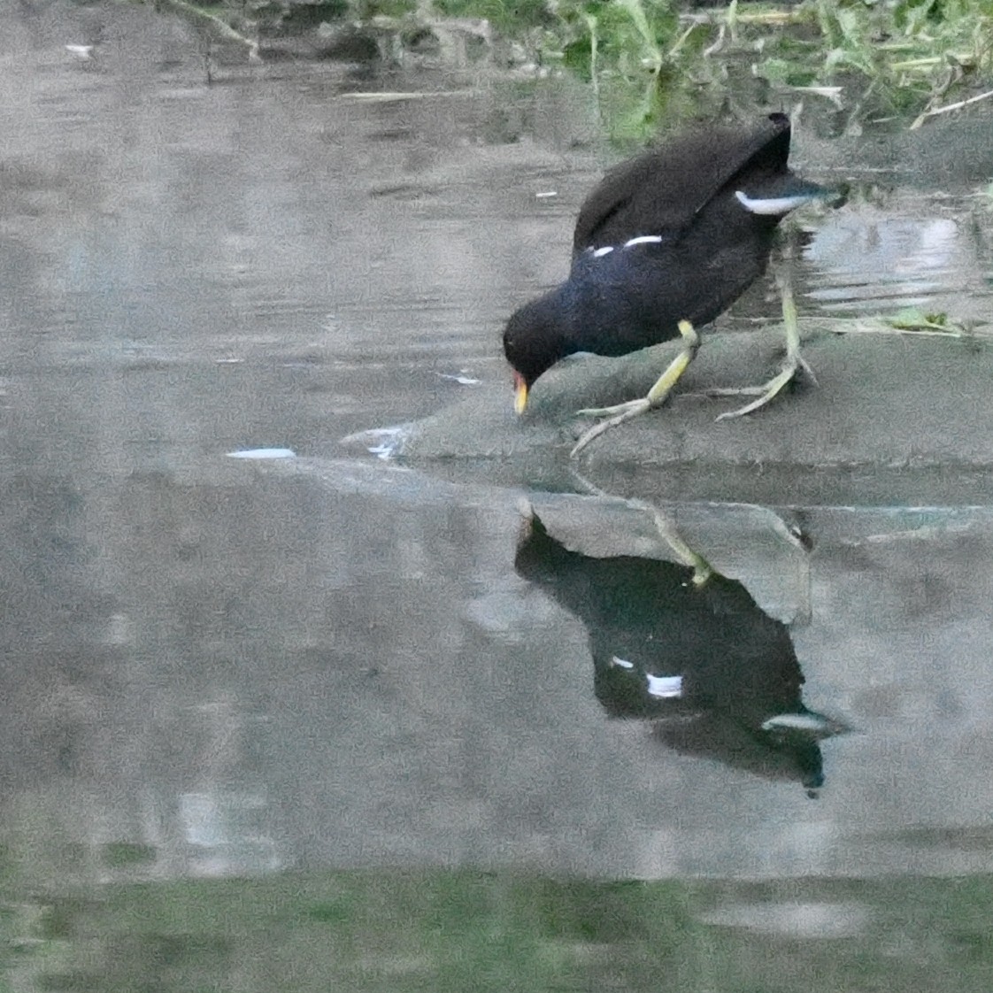 sivhøne - ML645919686