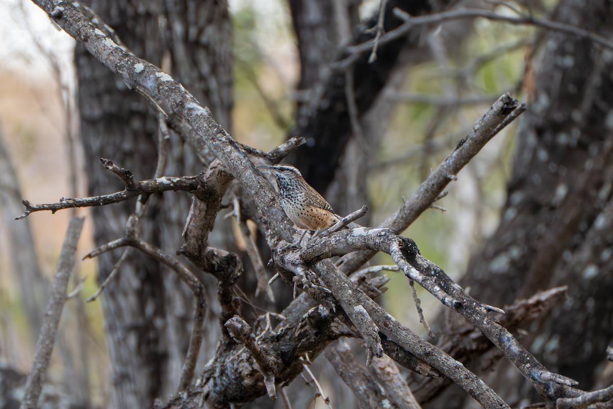 kaktussmett - ML645919687