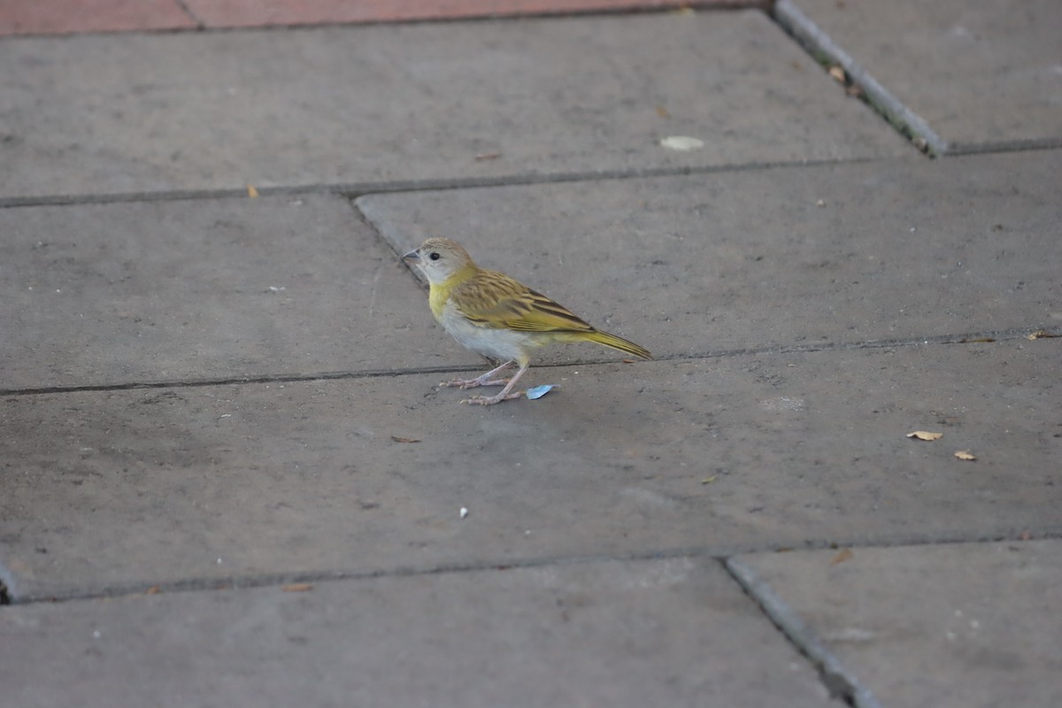 safranspurv - ML645919688