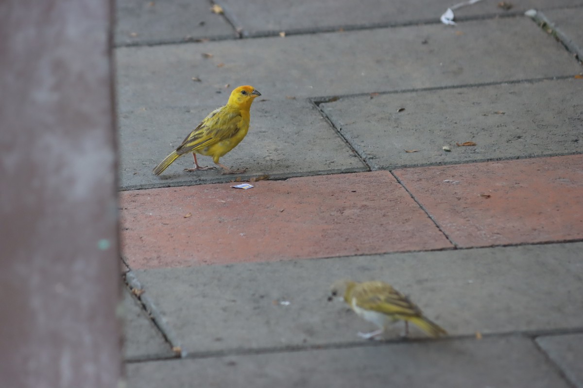 safranspurv - ML645919689