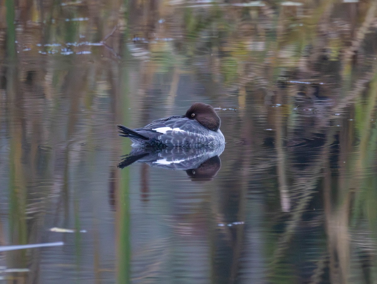 kvinand - ML645919690