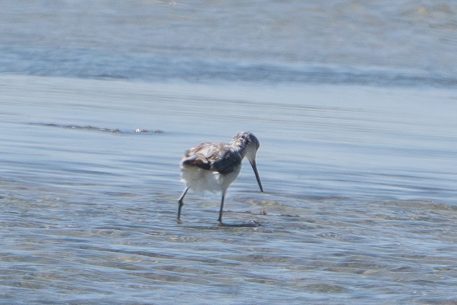 damsnipe - ML645919695