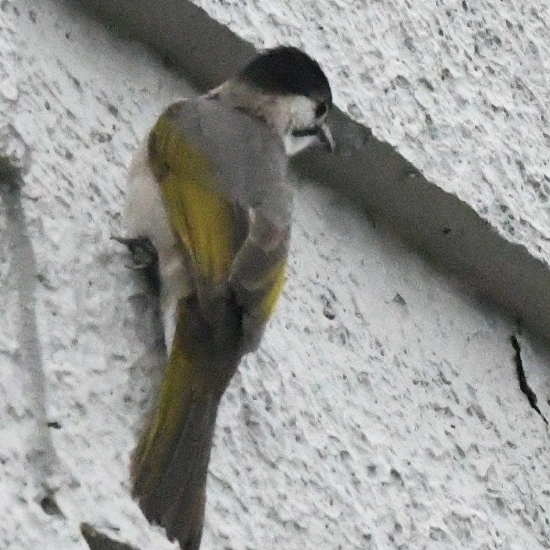 taiwanbylbyl - ML645919700