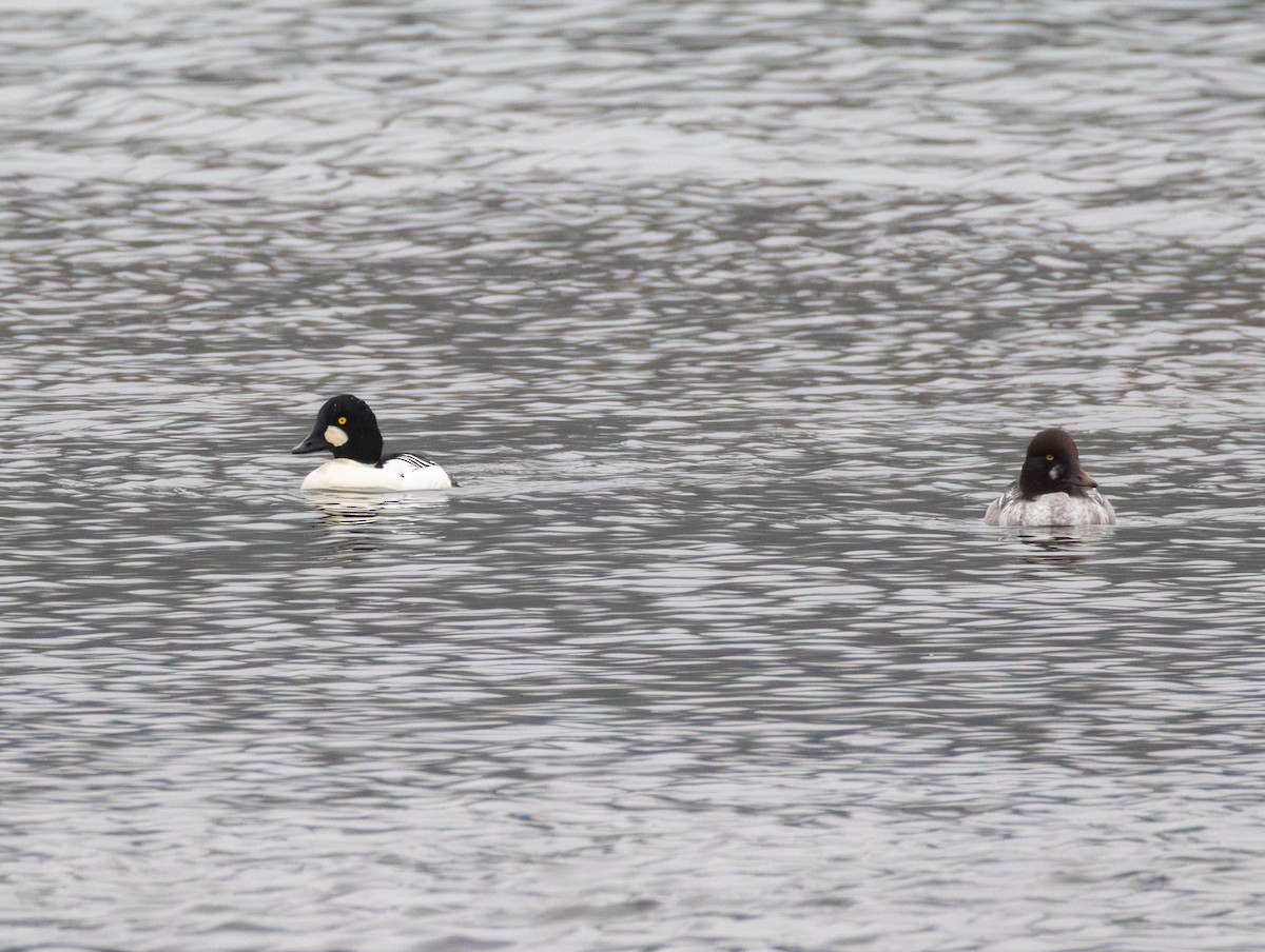 kvinand - ML645919701