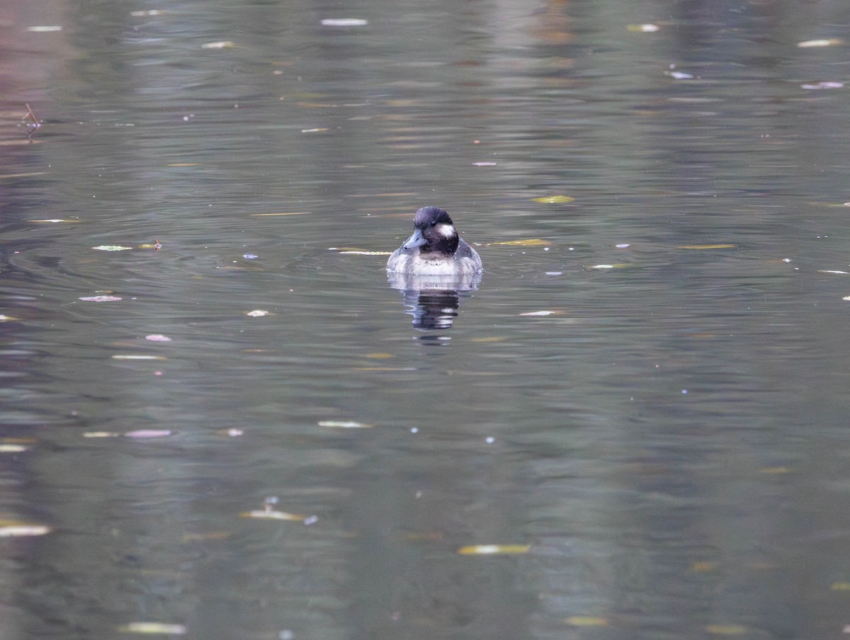 bøffeland - ML645919703