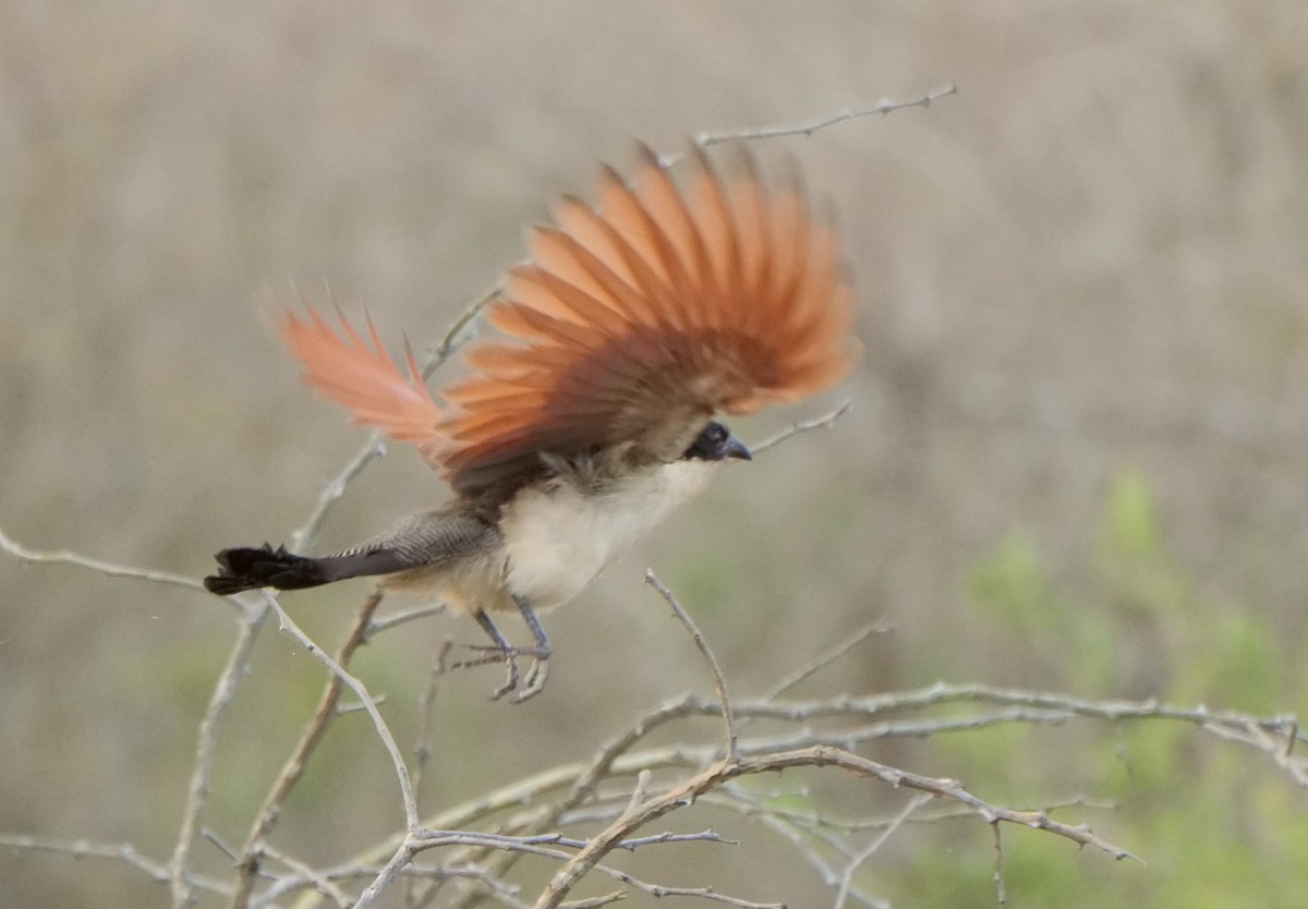 busksporegjøk - ML645919704