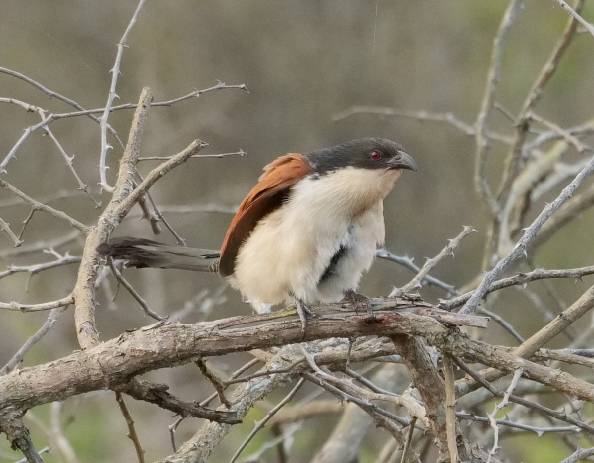 busksporegjøk - ML645919706