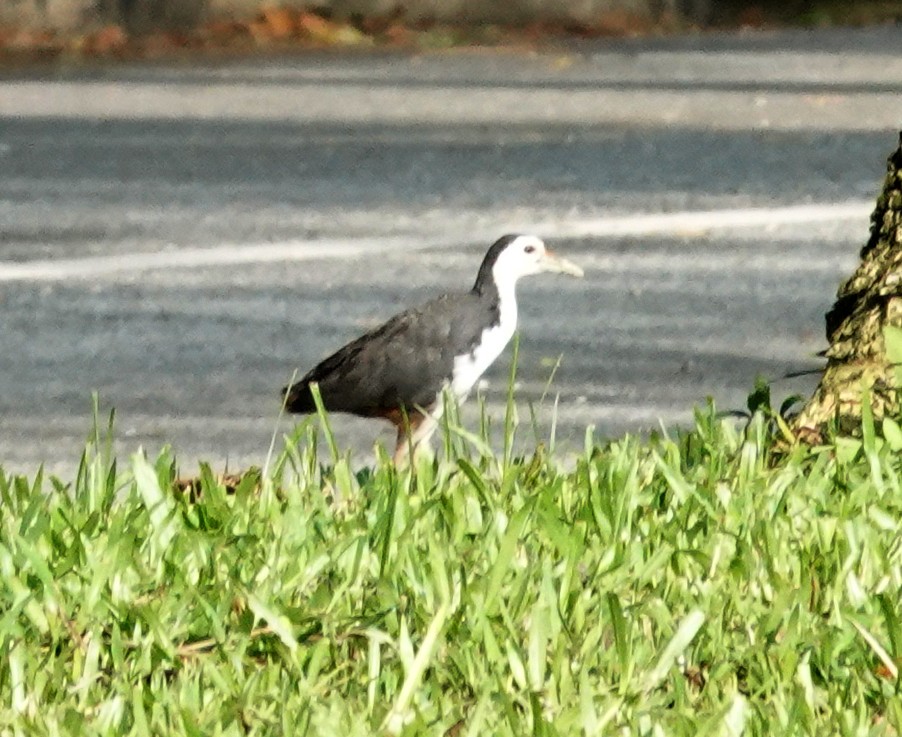 hvitbrystrikse - ML645919709