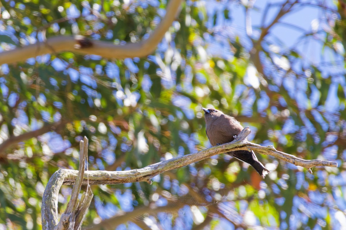 sotsvalestær - ML645919710