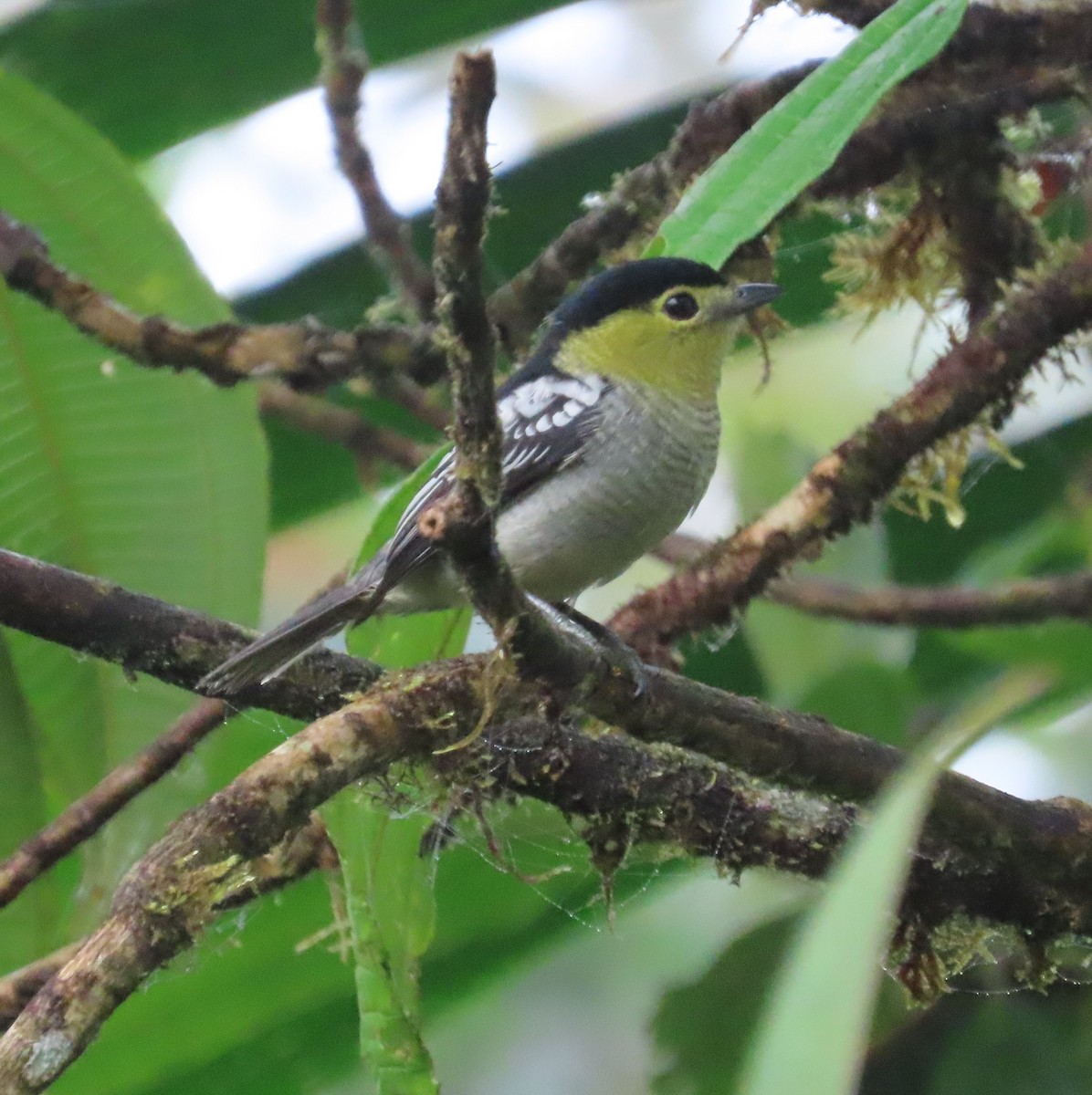 haukbekard - ML645919713