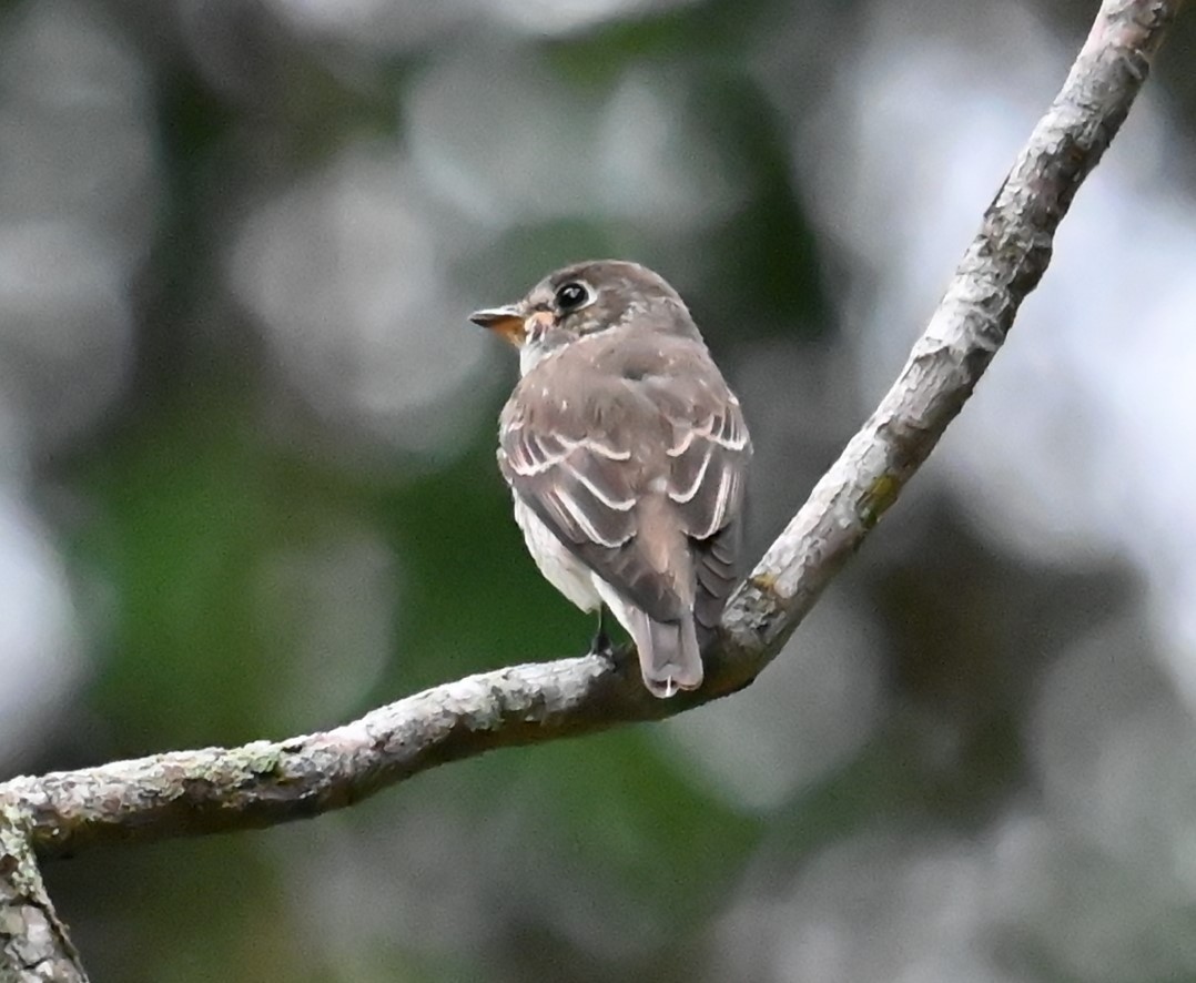 gråflankefluesnapper - ML645919714