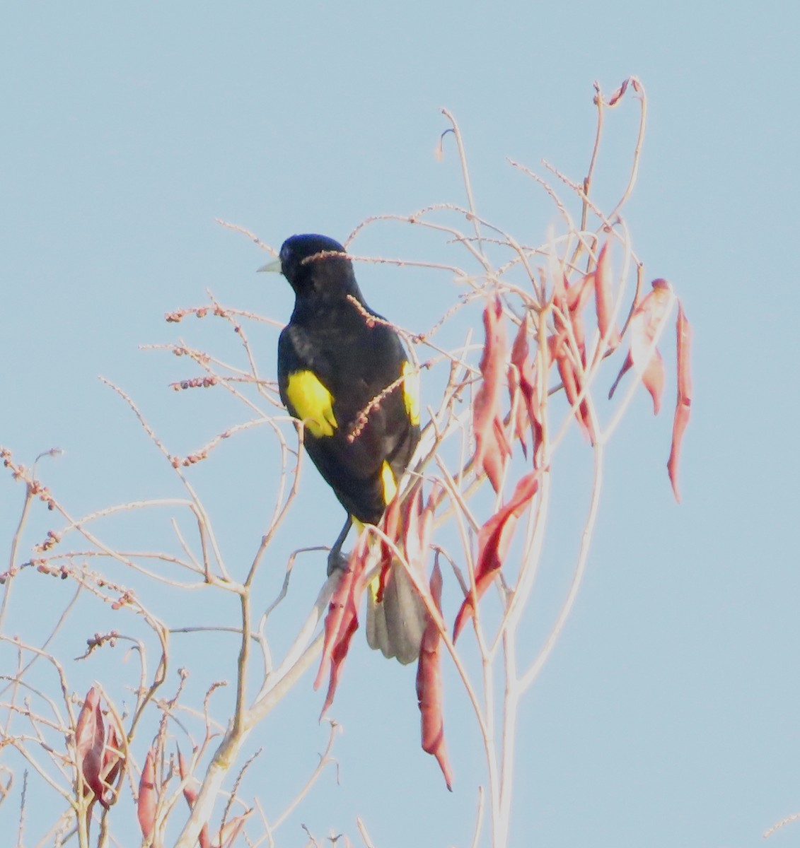 gulgumpkasik - ML645919716