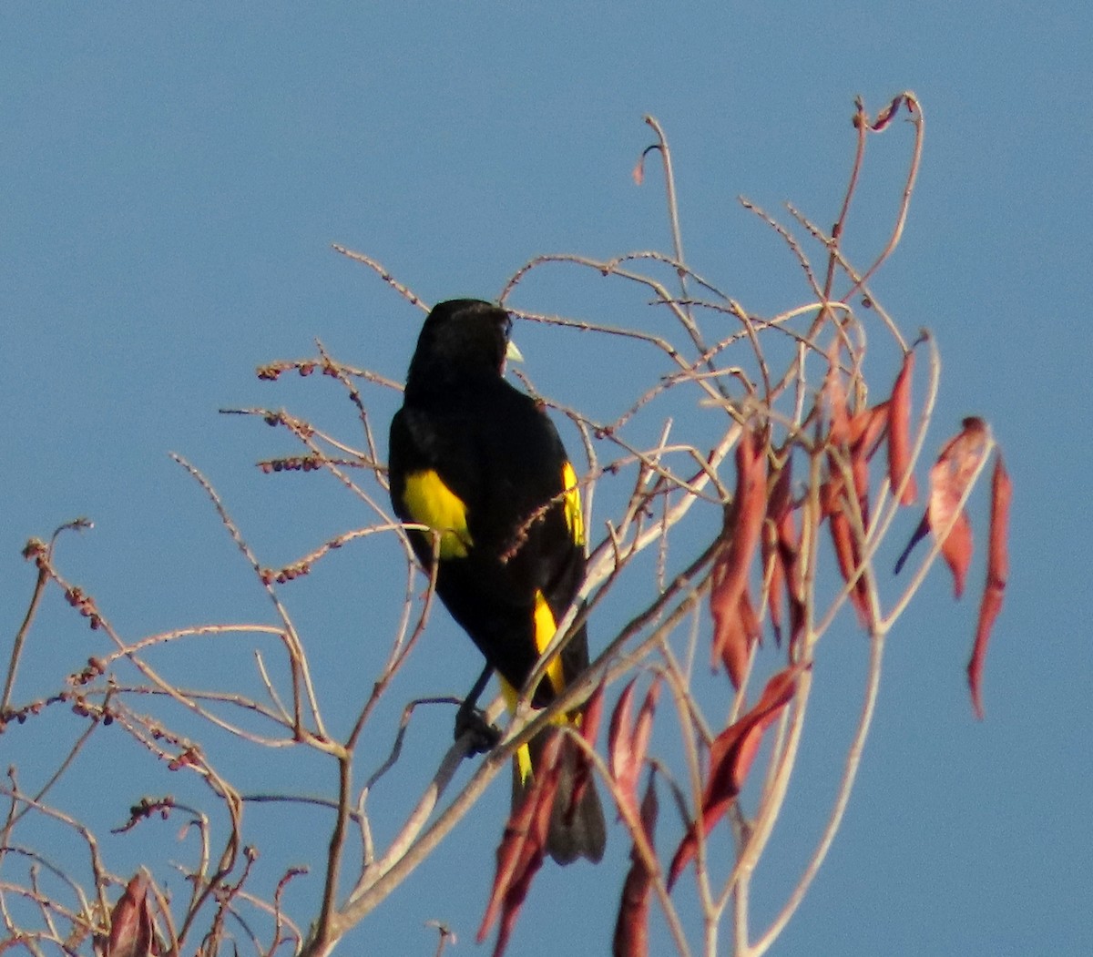 gulgumpkasik - ML645919717