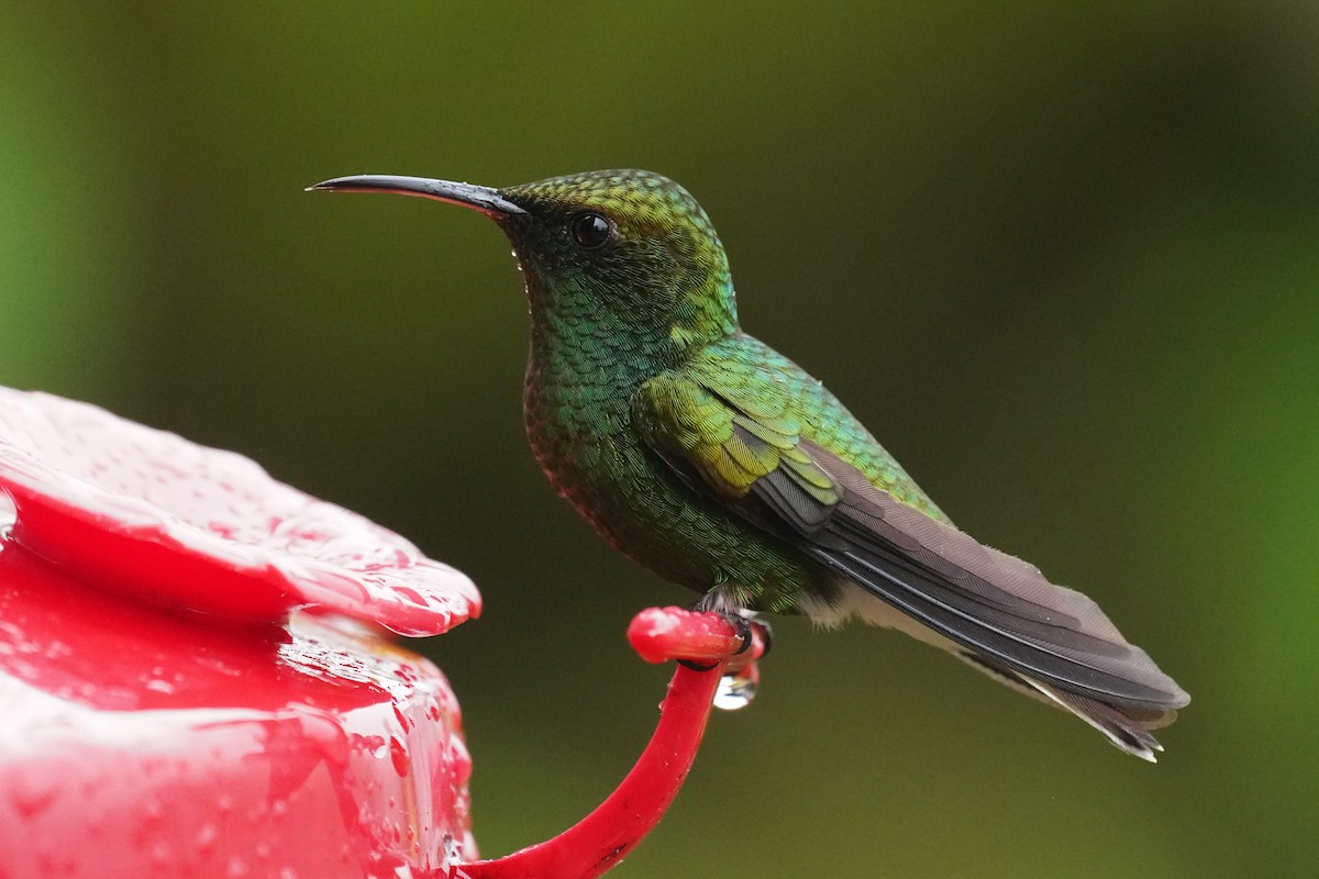 Coppery-headed Emerald - ML645919718