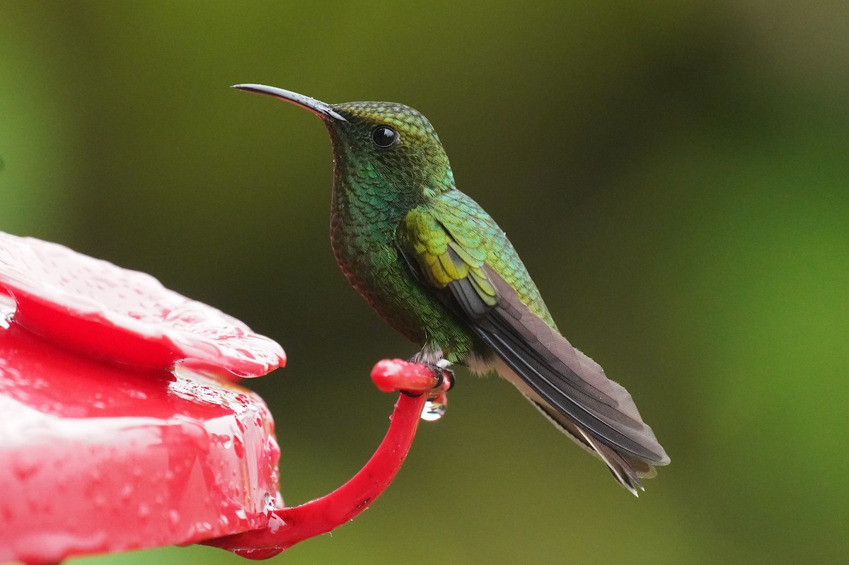 Coppery-headed Emerald - ML645919719