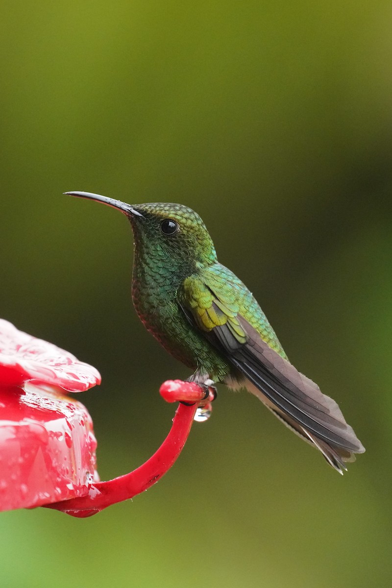 Coppery-headed Emerald - ML645919720