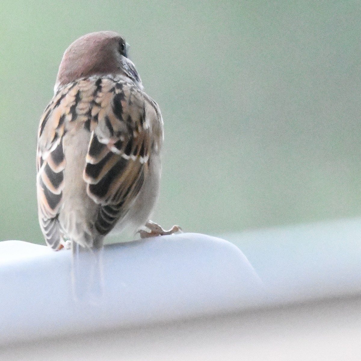 pilfink - ML645919722