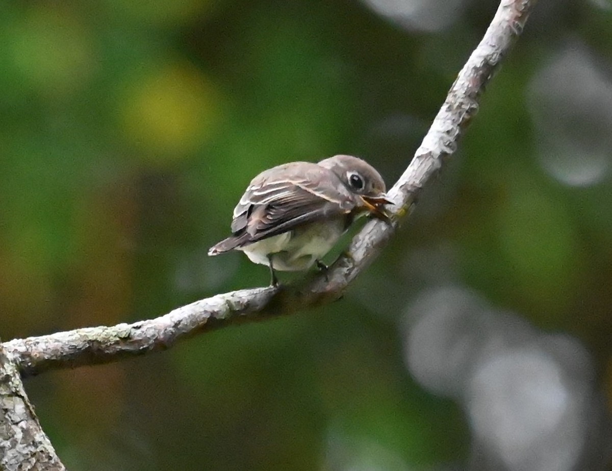 Dark-sided Flycatcher - ML645919723