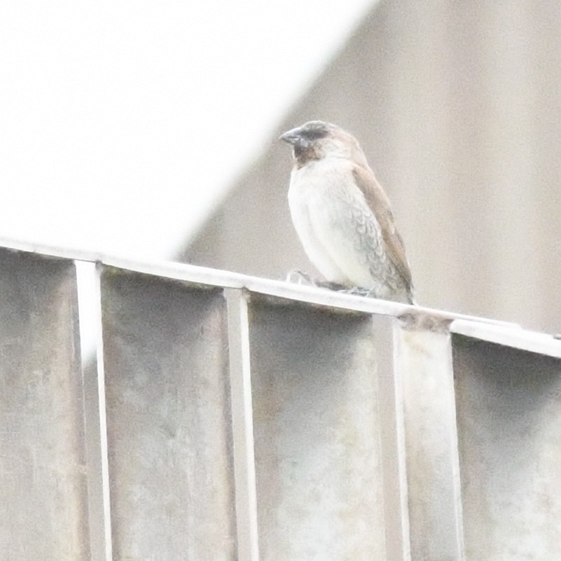 muskatnonne - ML645919726