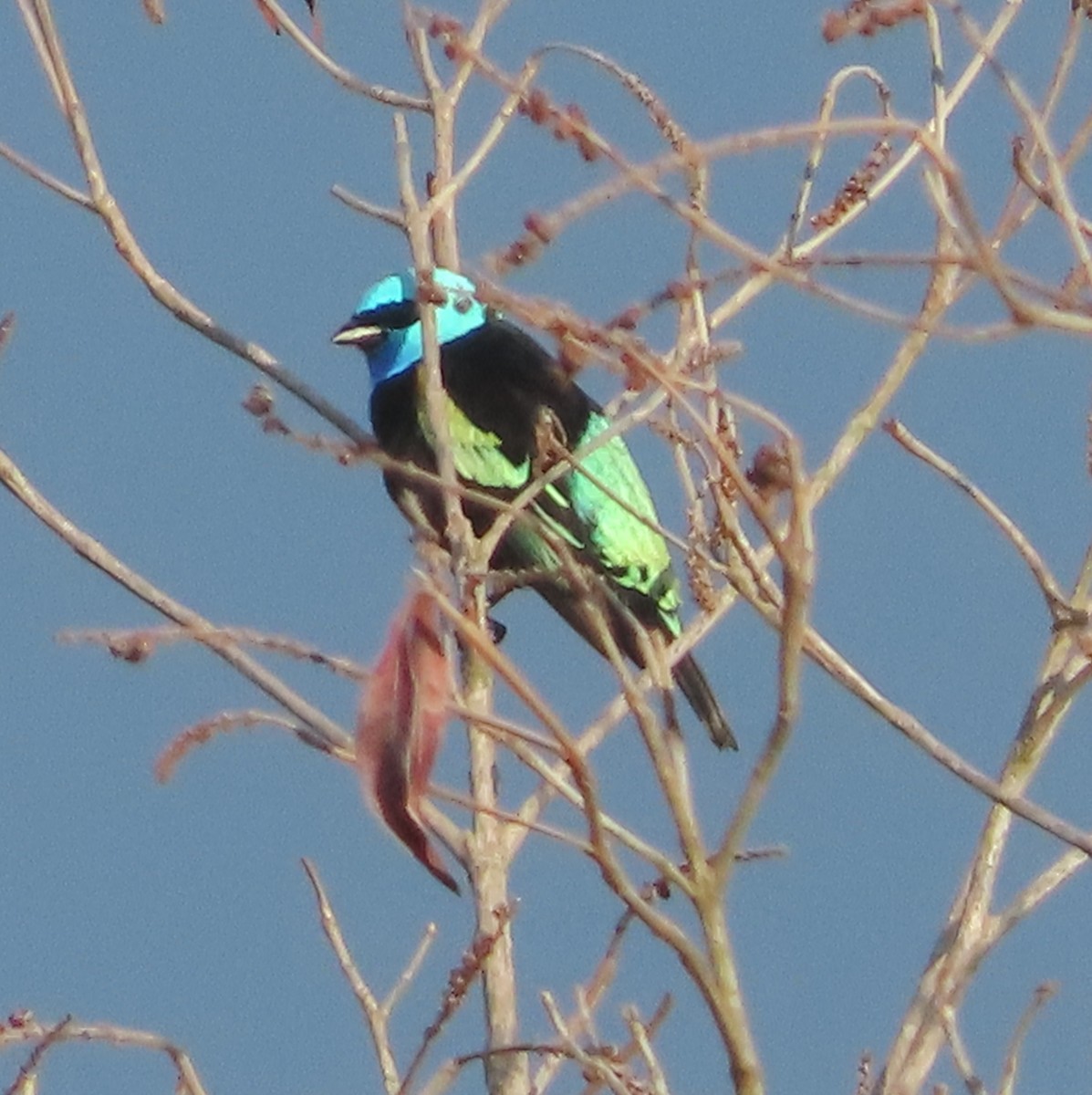 Лазурноголовая танагра - ML645919727