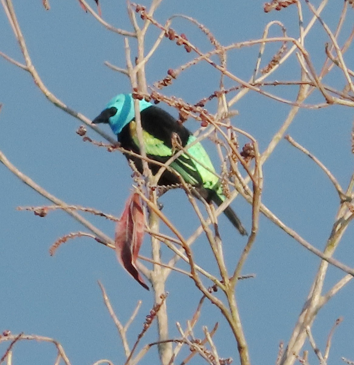 Лазурноголовая танагра - ML645919728