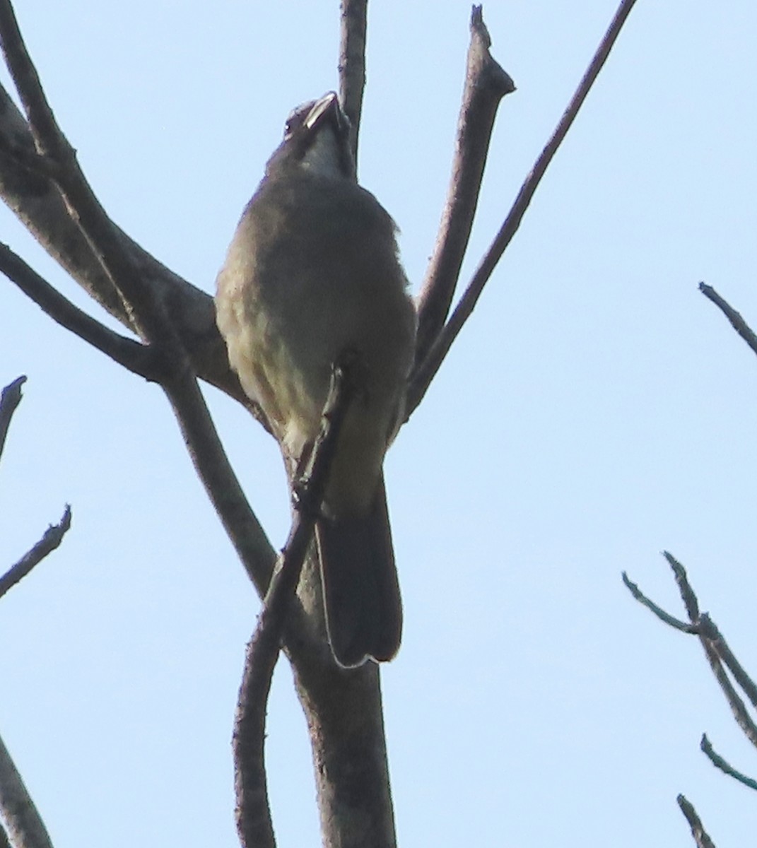Olive-gray Saltator - ML645919734