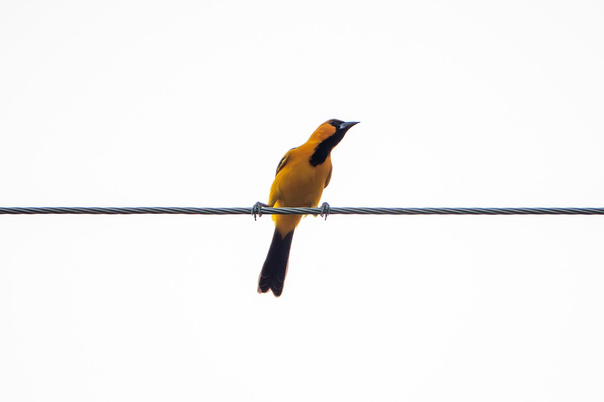 Altamira Oriole - ML645919737