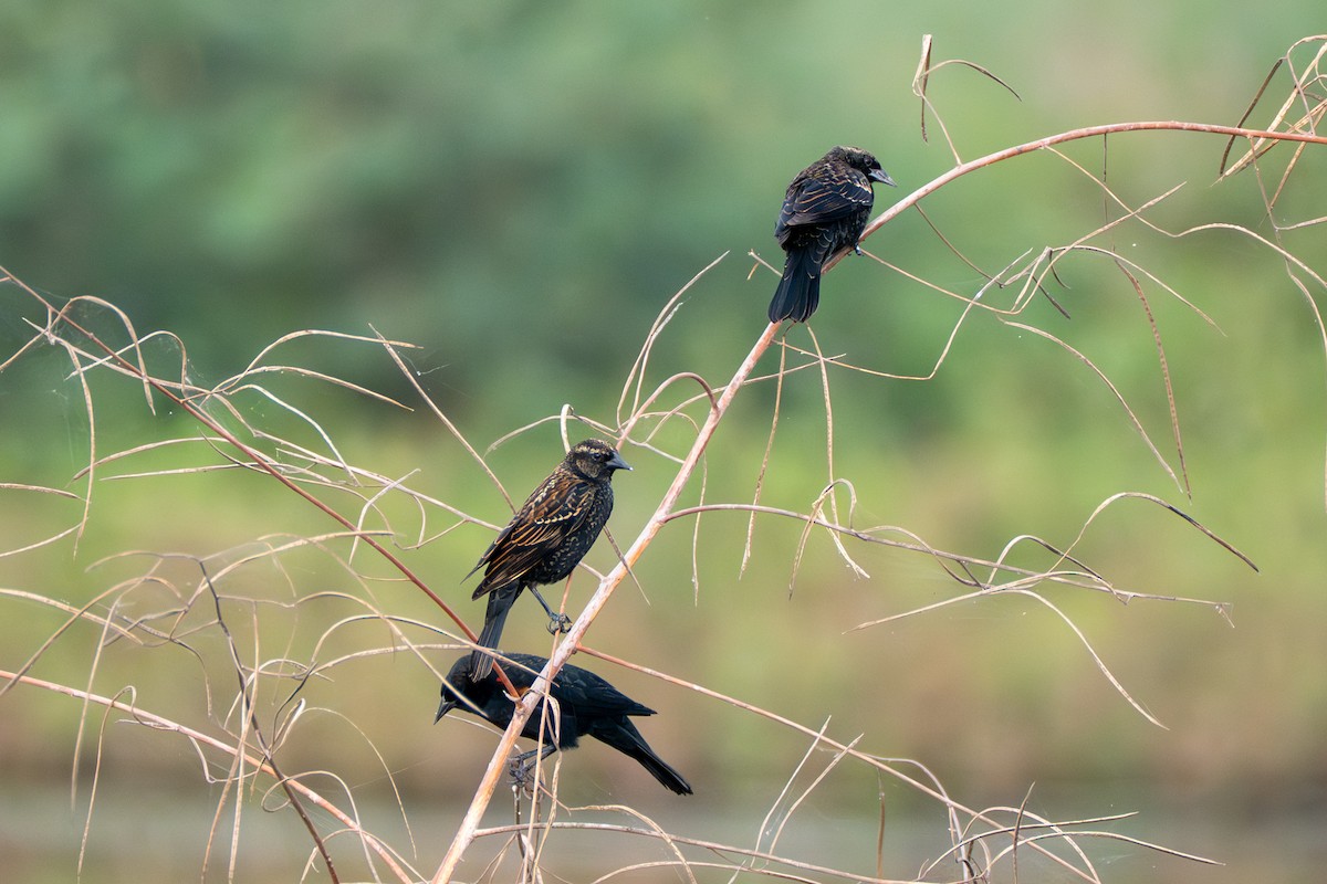 Red-winged Blackbird - ML645919747