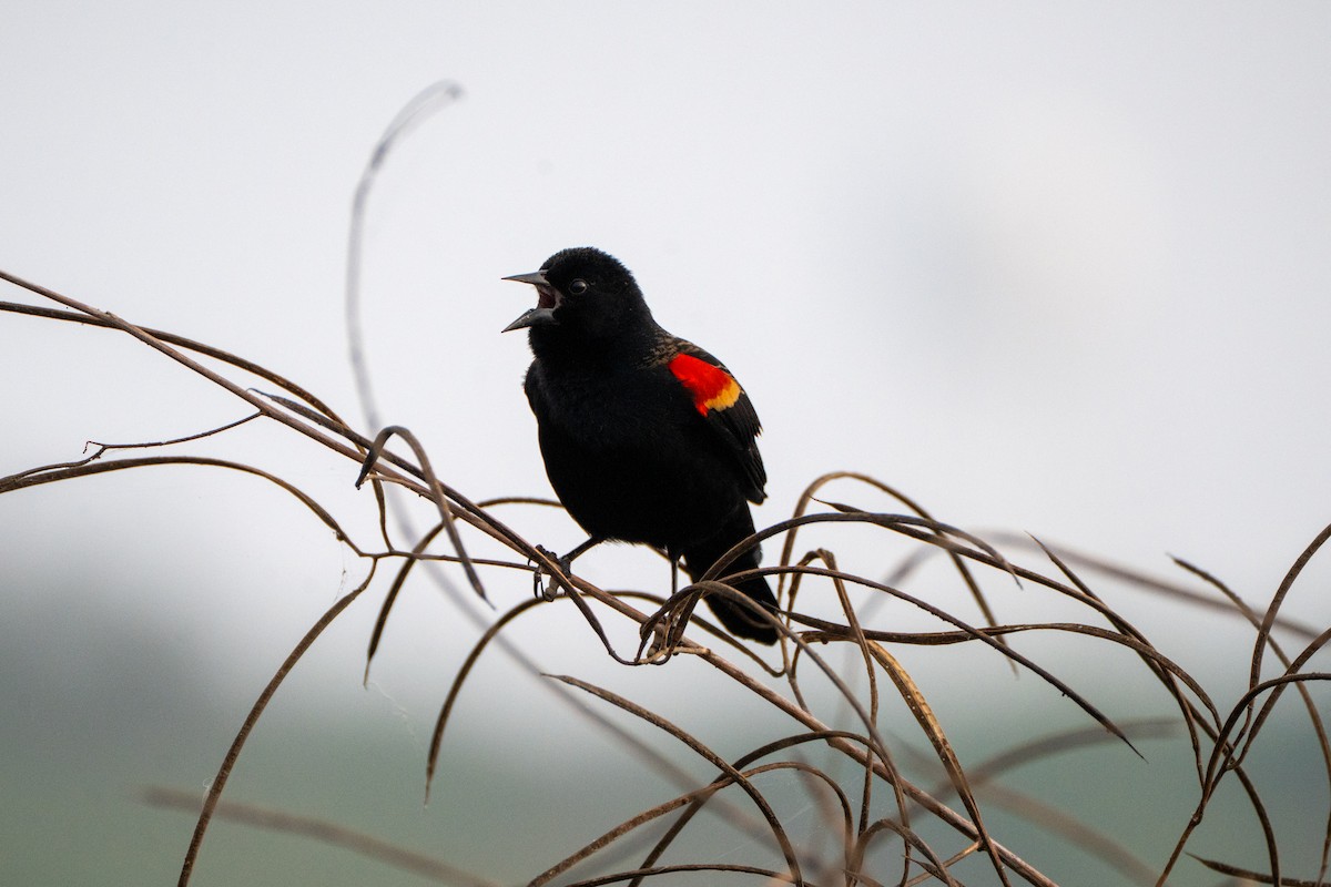 Red-winged Blackbird - ML645919748