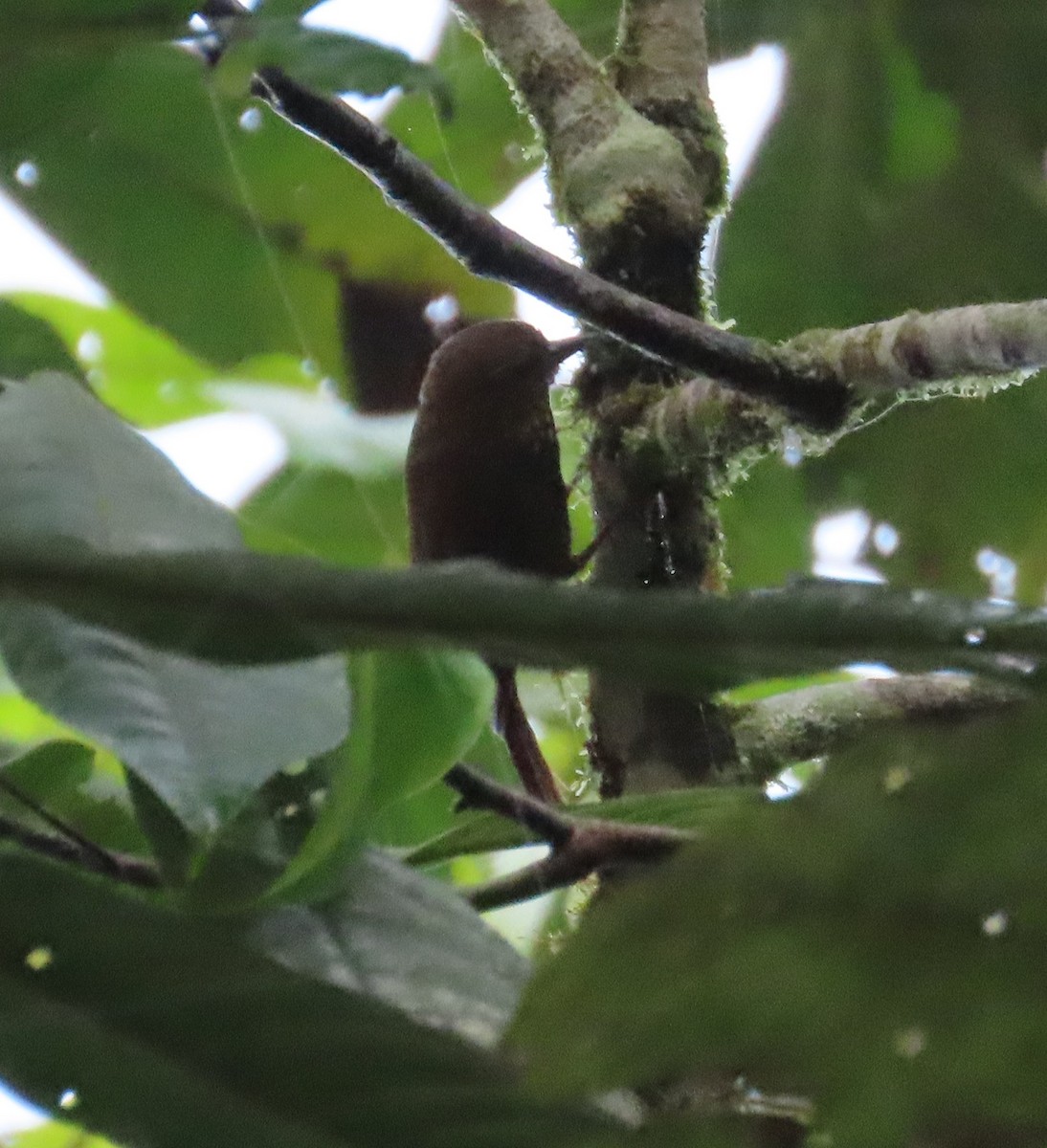 Spotted Barbtail - ML645919750