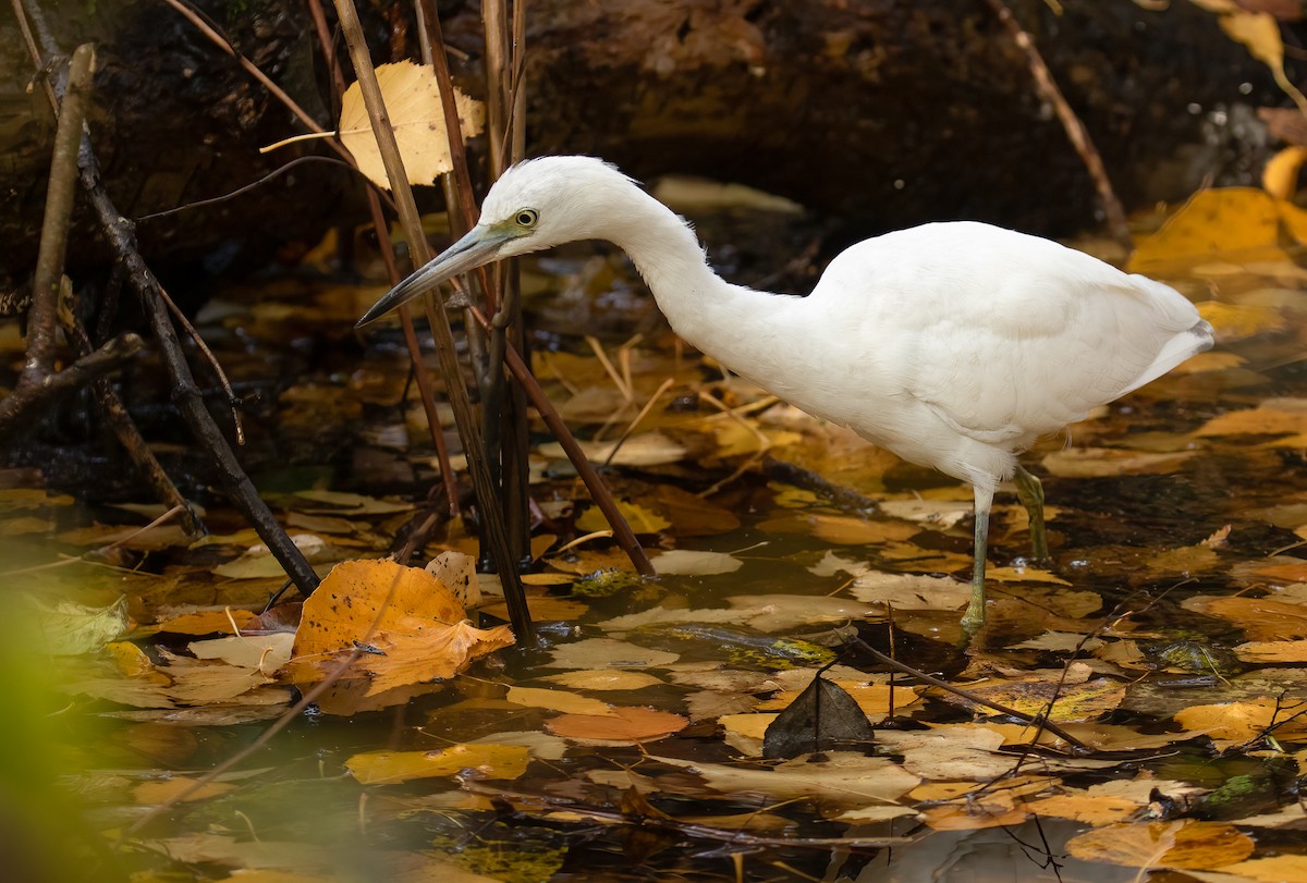 Little Blue Heron - ML645919751