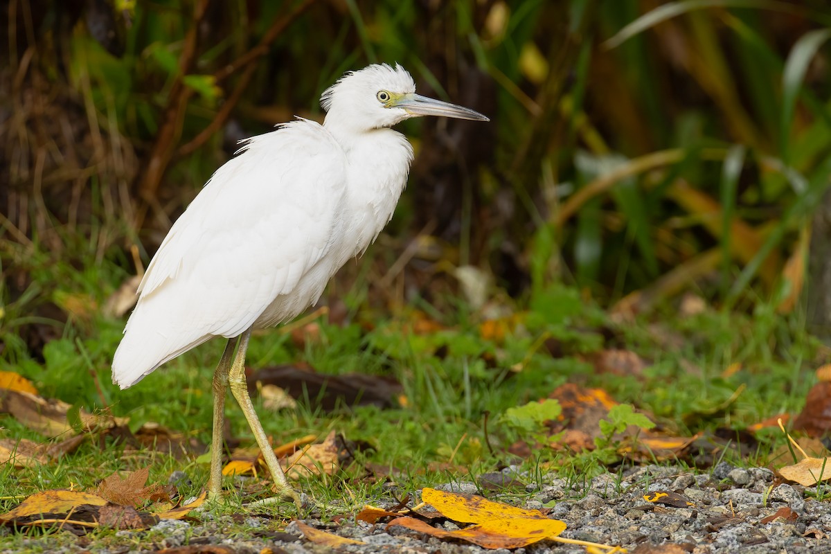 Little Blue Heron - ML645919752