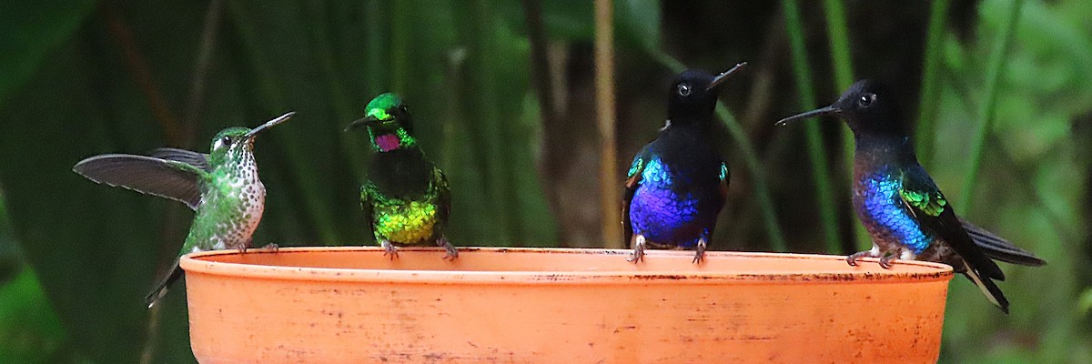 Empress Brilliant - ML645919778