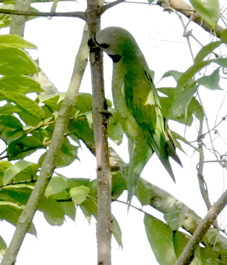 Red-breasted Parakeet - ML645919796