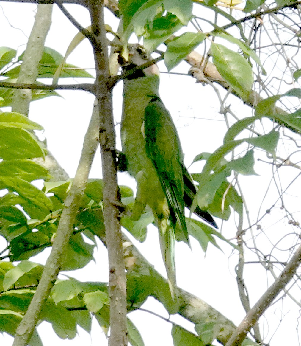 Red-breasted Parakeet - ML645919797