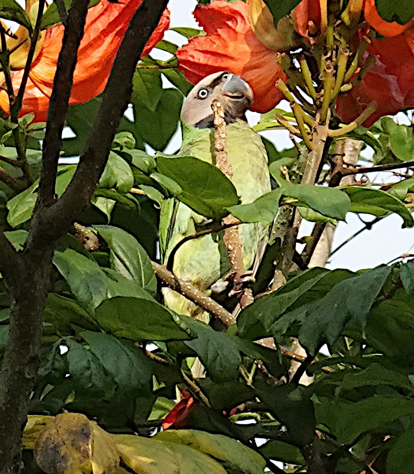 Red-breasted Parakeet - ML645919798