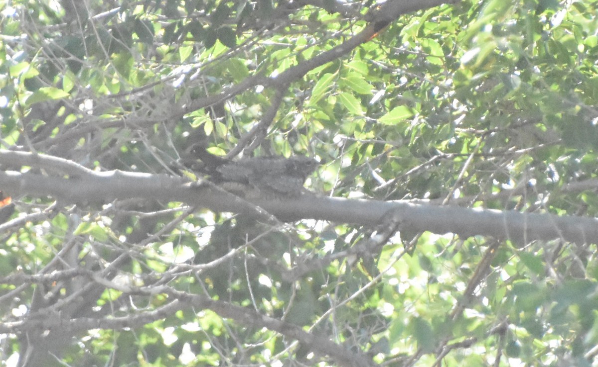 Common Nighthawk - ML645919816