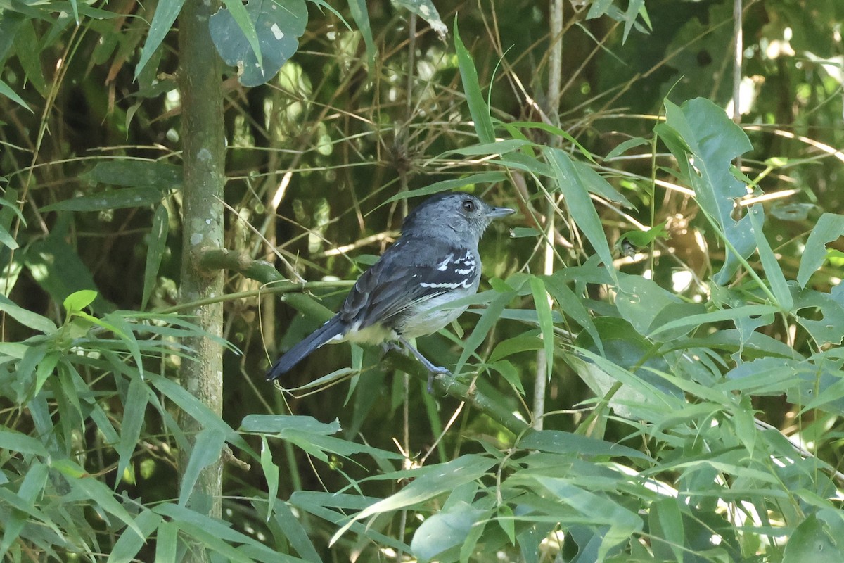 Variable Antshrike - ML645919818
