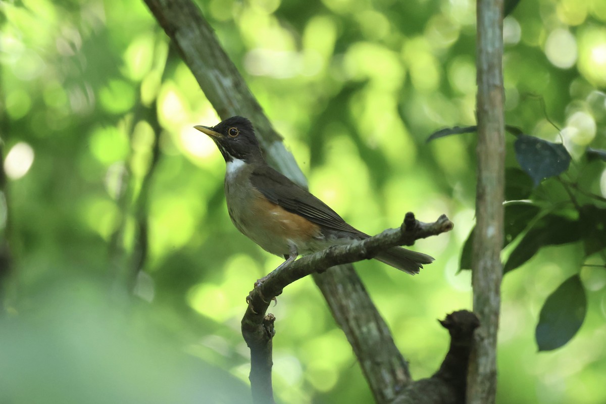 White-necked Thrush - ML645919847