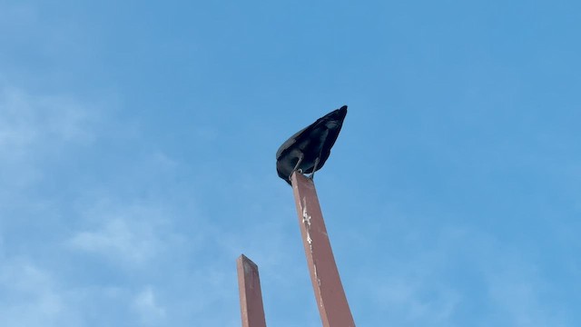 Домовая ворона - ML645919848