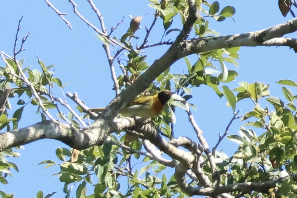 Guira Tanager - ML645919856