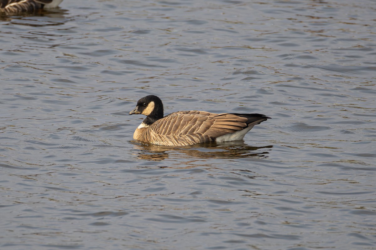 Cackling Goose (Aleutian) - ML645919859