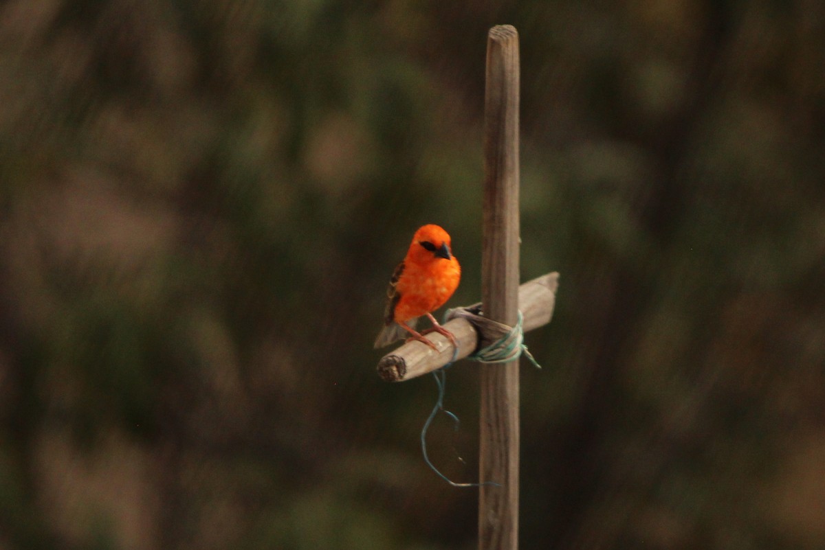 Красный фуди - ML645919864