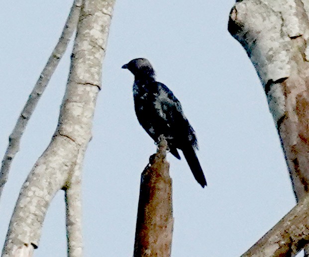 Шпак-малюк філіпінський - ML645919867