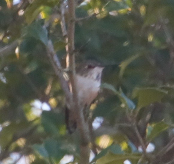 Rufous Hummingbird - ML645919869