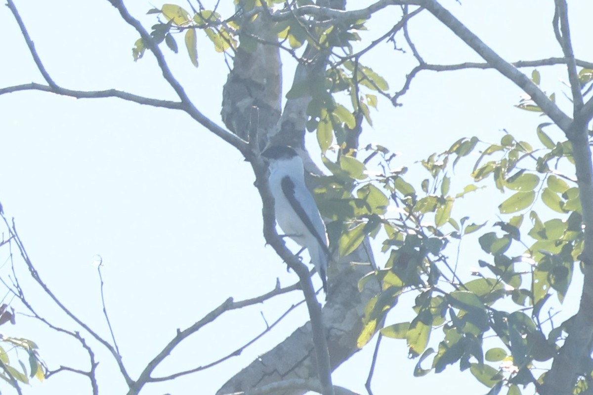 Black-crowned Tityra - ML645919871