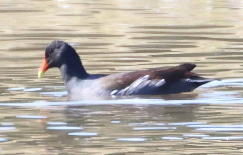 slípka americká - ML645919875