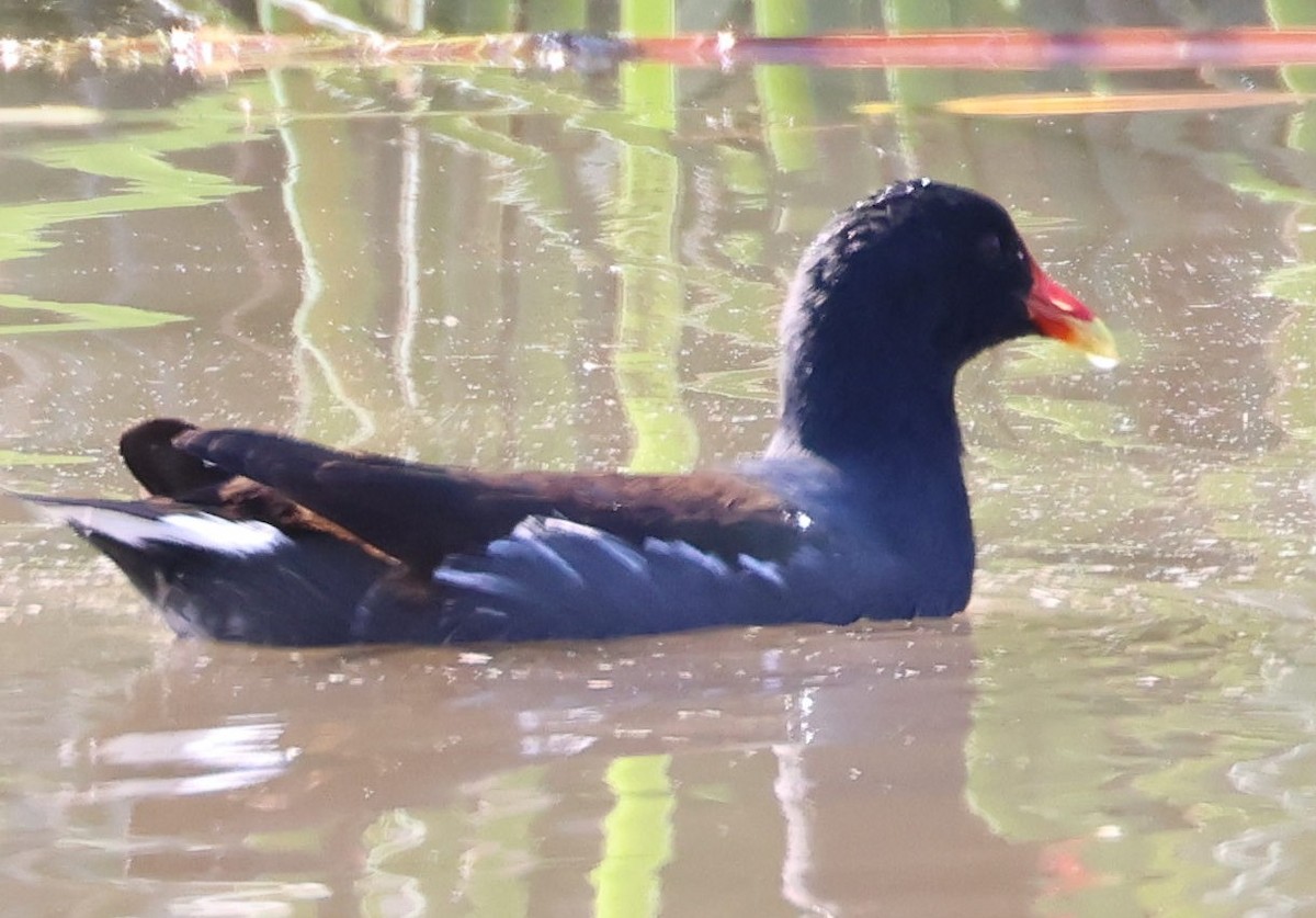 slípka americká - ML645919876