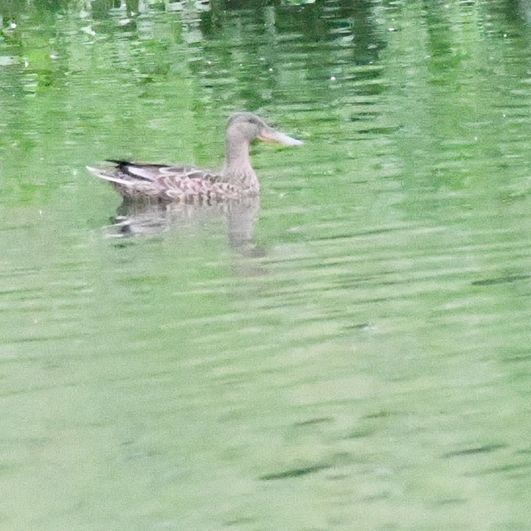 Mestolone - ML645919886